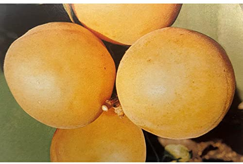 Vivai le Georgiche - Pianta vera di Albicocco Portici Prunus armeniaca 'Portici' - vaso Ø 20 cm - altezza alla vendita 160-180 cm