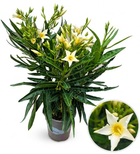 POWERS TO FLOWERS - OLEANDRO NANO A FIORE GIALLO, 1 PIANTA, vaso 13cm, pianta vera