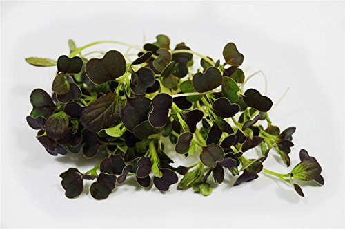 JustSeed - Microgreens - Baby Leaves - Pak Choi Purple Rain F1-1 Grams Seeds