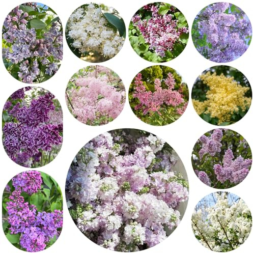 semi di lillà resistenti - giardino balcone decorazione esotiche 550pcs