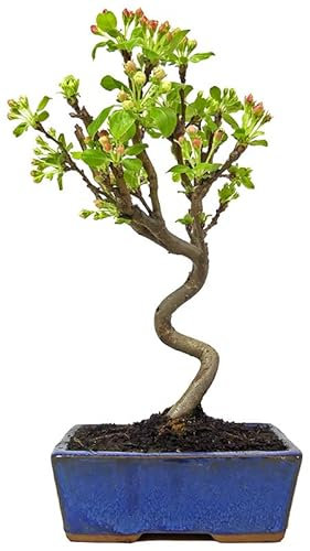 Bonsái de Interior y Exterior Manzano o Malus