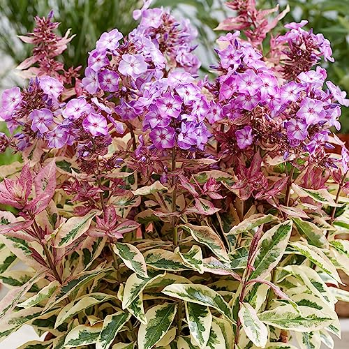 Phlox Olympus - Perennials Ready to Plant - Purple Flowering Summer Garden Plants - Border Plants Outdoor Garden Ready - Hardy Shade Loving Plant for Gardening Pots (9cm Pot, 10-20cm)
