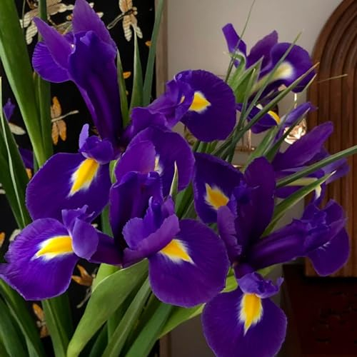 Iriszwiebeln,winterharte pflanzen,schwertlilien klein,Iris zwiebeln,kältebeständig,dass seine Blütenblätter die Form eines Drachenschwanzes haben,schwertlilien,iris knollen.-15zwiebeln-C