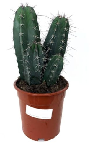 Planta natural Ritterocereus pruinosa, 40 cm. Ritterocereus pruinosus. Cactus columnar de espinas blancas. Segura Garden.