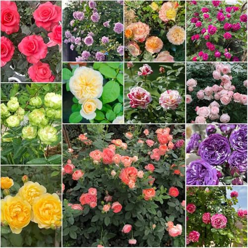 semillas de rosa trepadora - de primavera trepadoras resistentes, semillas jardín rosas trepadoras exóticas 450pcs