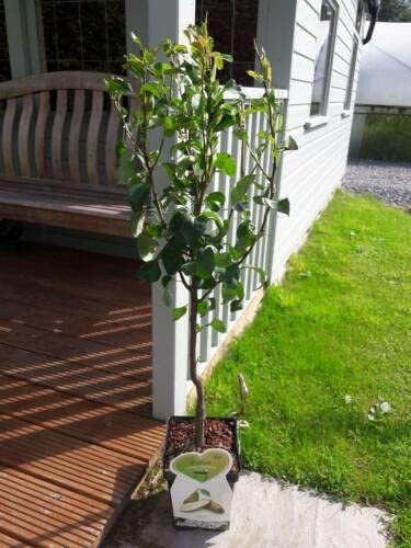 1 x Dwarf Patio Conference Pear Tree, in a 5L Pot, Miniature & Self-Fertile