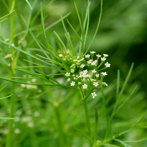 semi di cerfoglio per giardino di aromatiche da interno cerfoglio aromatiche da giardino organiche per la copertura del terreno esotiche balcone rialzate 150semi