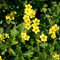Waldsteinia ternata Golderdbeere Waldsteinie Bodendecker winterhart im Topf (20 Stück)
