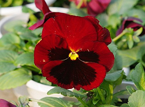 Viola del pensiero rossa Semi, semi Scarlet Viola, Rosso Viola del pensiero 50pz