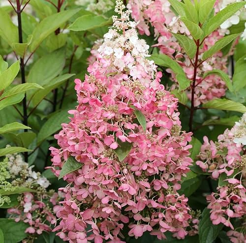 Rispenhortensie Pinky Winky®, Hydrangea, 40-60cm im Topf