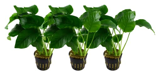 AquaOne Anubias Barteri var.barteri Lot de 3 plantes aquatiques pour aquarium Rhizome entièrement raciné, facile d'entretien, décoration aquatique
