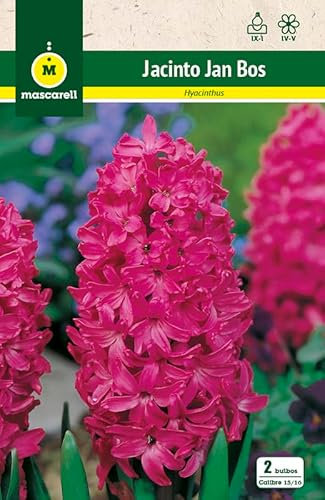 Mascarell Semillas, JACINTO JAN BOS, Semillas Bulbosas, Bulbos de Flores Otoño Fácil de Cultivar, Bolsa 3 Bulbos