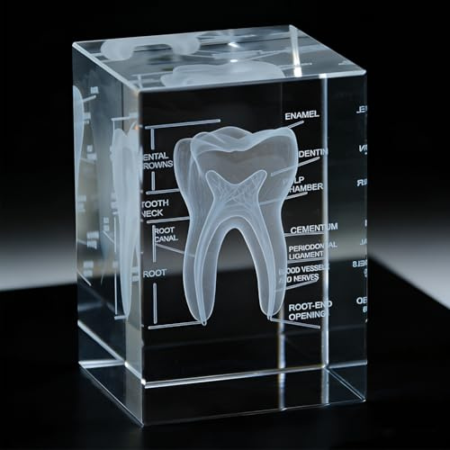 Anatomisk 3D-tandkristallmodell – exakt kubisk design för tandläkare, tandvård och dekoration som present till tandläkare, tandtekniker