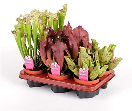 Pack de 3 Plantas Carnívoras Sarracenia XL 30cm Diferentes Especies Maceta 12cm Sarracena o Planta Trompeta