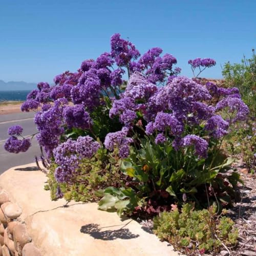 Semillas de lavanda marina. variedades antiguas semillas de Limonium, semillas de jardín resistentes 150pcs