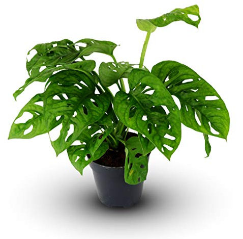 Monstera obliqua 'Monkey Leaf' Indoor Plant - Air Purifying 25cm Houseplant