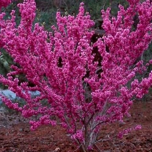 Judasbaum Cercis canadensis Pflanzen Schöne rosa Blüten, großer Sämling 35-50cm