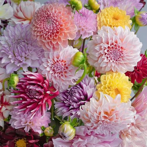 15 pcs dahlien knollen winterhart zwiebeln - topfpflanzen draußen winterhart,dahlie dahlia, indoor garten wanddeko pflanzen blumenzwiebeln mehrjährig winterhart robuste balkonpflanzen