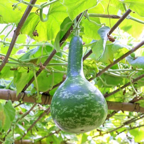 semillas de calabaza de botella - resistentes para jardín, calabaza, exóticas resistentes, decoración de jardín para exterior, 200pcs