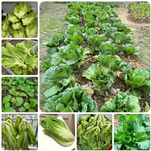 Semillas de mostaza, semillas de mostaza organicas, semillas de invierno de balcón 300pcs
