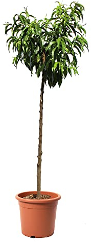 KENTIS - Pêcher - Prunus Persica - Vraies Plantes d'Extérieur - Arbre Fruitier de Jardin d'Ornement - Pot de Culture Ø 28 cm