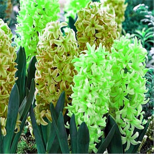 Hyazinthen zwiebelnHyazinthen knollen kaufen/Winterhart/Topf/Pflanze/Rhizom/Zierpflanze/langlebig/Blumenbeet/wunderschön/Garten-2zwiebeln-D