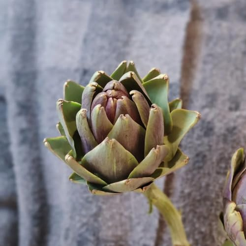 semillas de alcachofa Cultivo trepadoras Decoraciones jardín 250pcs
