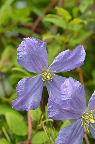 Clematis viticella 'Prince Charles' AGM