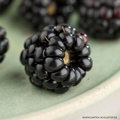 Zwerg-Brombeere 'Little Black Prince' - dornenloser Strauch, für Kübel geeignet, winterhart, im 2 Liter Topf