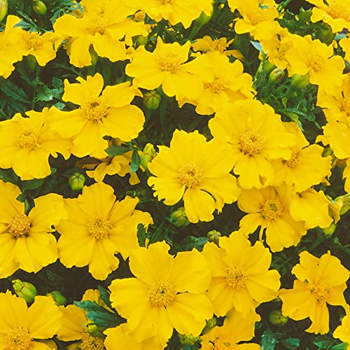 Mexican Tarragon Seeds - 500 Mg Packet ~250 Seeds - Non-GMO, Heirloom - Herb Garden - Tagetes lucida