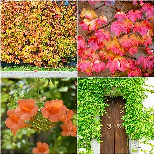 50 pcs wilder Wein kletterpflanze samen - garten geschenk hochbeet saatgut Creeper,Parthenocissus Quinquefolia,Parthenocissus tricuspidata pflanzenkübel exotische zimmerpflanzen gartenarbeit