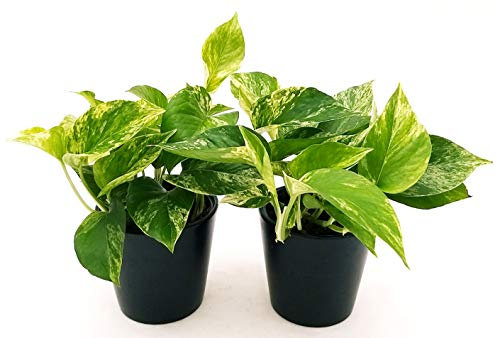 POWERS TO FLOWERS - POTOS EPIPREMNUM MARBLE QUEEN 2 PIANTE, Vaso 13cm, Piante Vere