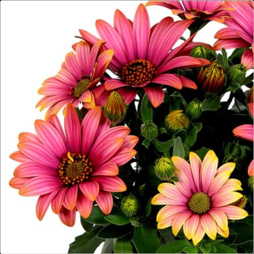 Osteospermum Senoritas Cape Daisy 'Havilah' Cutting Raised Plug Plants x 3