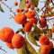 Kaki-Samen, 30 Stück/Beutel, Obstsamen, köstlich, einfach zu pflanzen, gentechnikfreie Kaki-Pflanzen-Blumensamen für den Außenbereich Persimone-Samen
