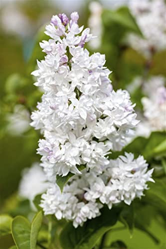 Syringa vulgaris 'Mme Lemoine' 100-125 cm - Flieder, weiße Blüten, Blütezeit Mai-Juni, duftend, ideal für Hecken und Rabatten, winterhart