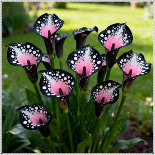 Calla Lily/Bulbi Calla Resistenti/Bulbi Perenni Giardino/Piantagioni Calla Lily Rari Giardino Elegante Esposizione, Decorazione del Giardino-g-10 rizomi