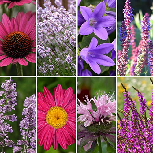 Nurseryman’s Choice Perennial Cottage Garden Collection Hardy Perennial Our Choice of Lucky Dip Plant Variety Easy Grow Your Own Garden Flowers 3X 9cm Potted Plant Thompson and Morgan