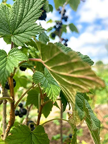 2 x Blackcurrant Plants (9cm Dia Pots) Free UK Postage