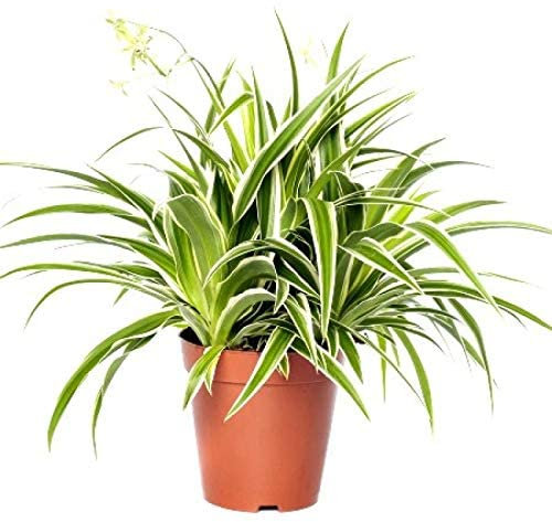 Planta Interior Cinta Planta Araña Especie Purficiadora del Aire Chlorophytum Comosum