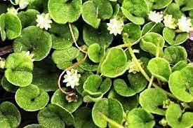 Graines de plantes de Dichondra paquet de 100 graines