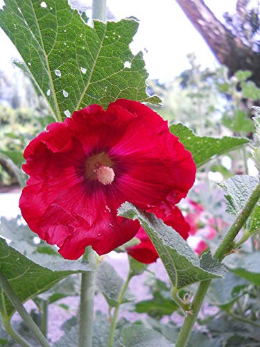 Semi: 125 Semi Malvarosa (12 COLORI / 10 semi ciascuno) + 30 semi russi