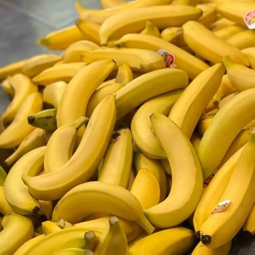 Semillas de plátano, resistentes para balcones de balcón semillas de exóticas 150pcs