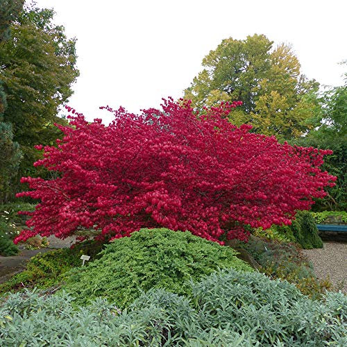 Euonymus Alatus Burning Bush Winged Spindle Tree Hardy Shrub Producing Perfect Red Leaves in Autumn, Low Maintenance, 2 x Euonymus Alatus 9cm Potted Plants by Thompson & Morgan