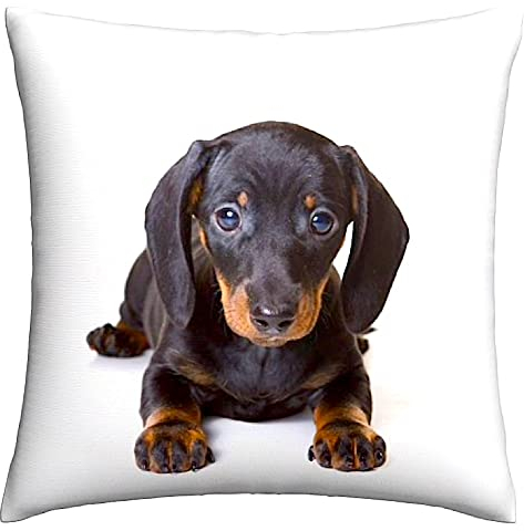 The Beach Stop Decorative Dachshund Dog Scatter Cushion Cover | Home Decor Gift Idea | 45x45cm 18x18” | Dachshund Puppy