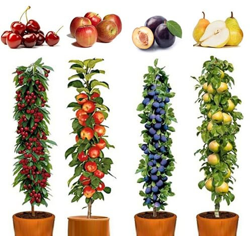 200 Pcs Graines de Fruits Mixtes, Graines de Cerisiers, Pruniers, Pommiers, Poires, Non-OGM, Arbres Fruitiers pour Jardin, Verger, Balcon