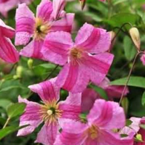 Clématite Krakowiak C 3 Litres