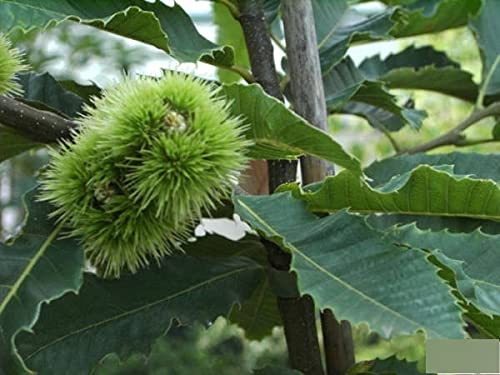 Castanea sativa - Edelkastanie - Esskastanie - Marone - 125-150