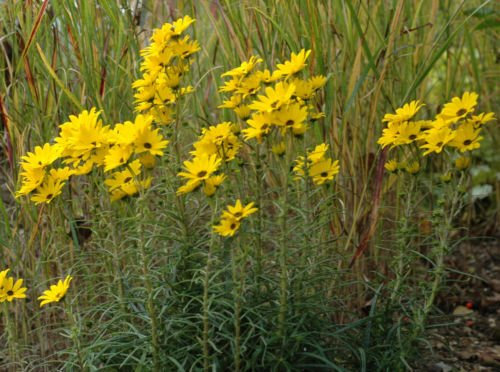 Weidenlaub Girasole | 25 metà | Perenne