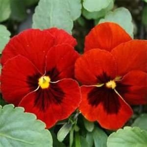 Viola del pensiero Alpenglow Blumensamen (Viola x Wittrockiana) 100 + semi