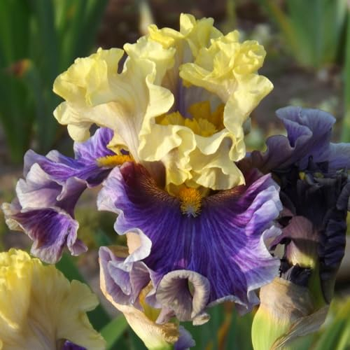 Irispflanze, iris zwiebeln iris knollen winterharte Staude, Gartenpflanze, pflegeleicht, Sommerblüher-15zwiebeln-F